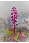 Phytolacca americana
