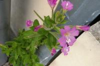 Epilobium hirsutum