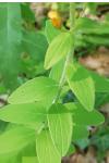 Hypericum hirsutum
