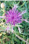 Centaurea scabiosa