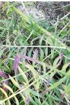 Centaurea scabiosa