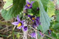 Solanum dulcamara