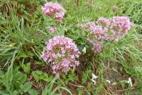 Centranthus ruber