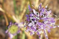 Jasione montana