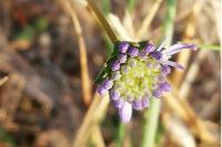 Jasione montana