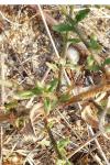 Jasione montana