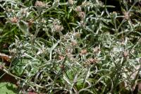 Gnaphalium uliginosum