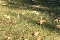 Spiranthes spiralis