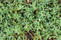 Polygonum aviculare