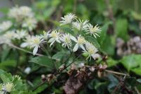 Clematis vitalba