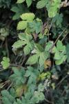 Humulus lupulus
