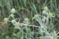 Eryngium campestre