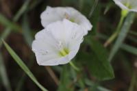 Convolvulus arvensis