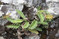 Asplenium ceterach