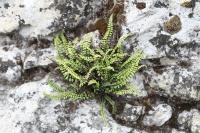 Asplenium trichomanes