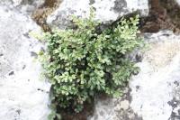 Asplenium ruta-muraria