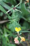 Lotus corniculatus
