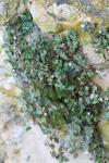 Cymbalaria muralis