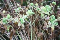 Euphorbia lathyris