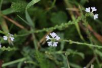 Verbena officinalis