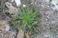 Plantago coronopus
