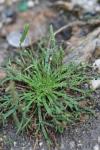 Plantago coronopus