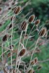 Dipsacus fullonum