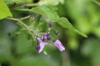 Solanum dulcamara
