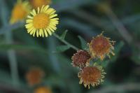 Pulicaria dysenterica