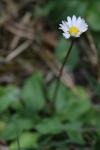 Bellis perennis