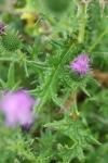 Cirsium vulgare