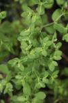 Euphorbia peplus