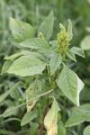 Amaranthus hybridus