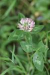 Trifolium pratense