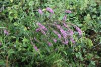 Lythrum salicaria