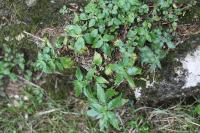 Parietaria judaica