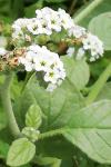 Heliotropium europaeum