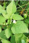 Solanum nigrum