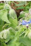 Borago officinalis