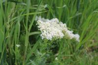 Lepidium draba