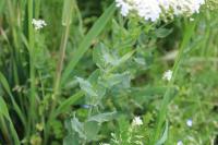 Lepidium draba