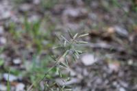 Eragrostis minor