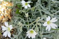 Cerastium tomentosum