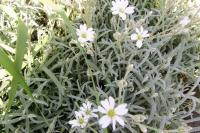 Cerastium tomentosum