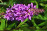 Lythrum salicaria