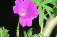 Geranium sanguineum