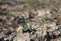 Plantago major subsp. intermedia