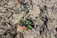 Plantago major subsp. intermedia