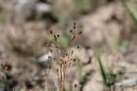 Juncus tenageia
