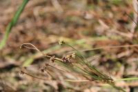 Baldellia ranunculoides